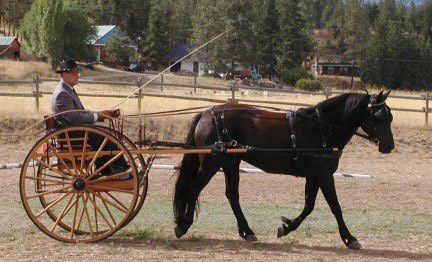 CAL CANADIAN
